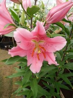 [4295 Benson VH No202.JPG]